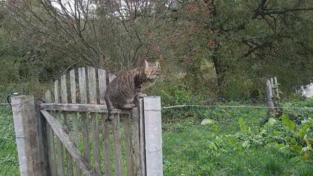 ВЫШЛА НА ПРОГУЛКУ,СОБРАЛА КАЛИНУ И ЛИСТЬЯ ДЛЯ ЧАЯ | ЖИВЕМ В ДЕРЕВНЕ. смотреть онлайн