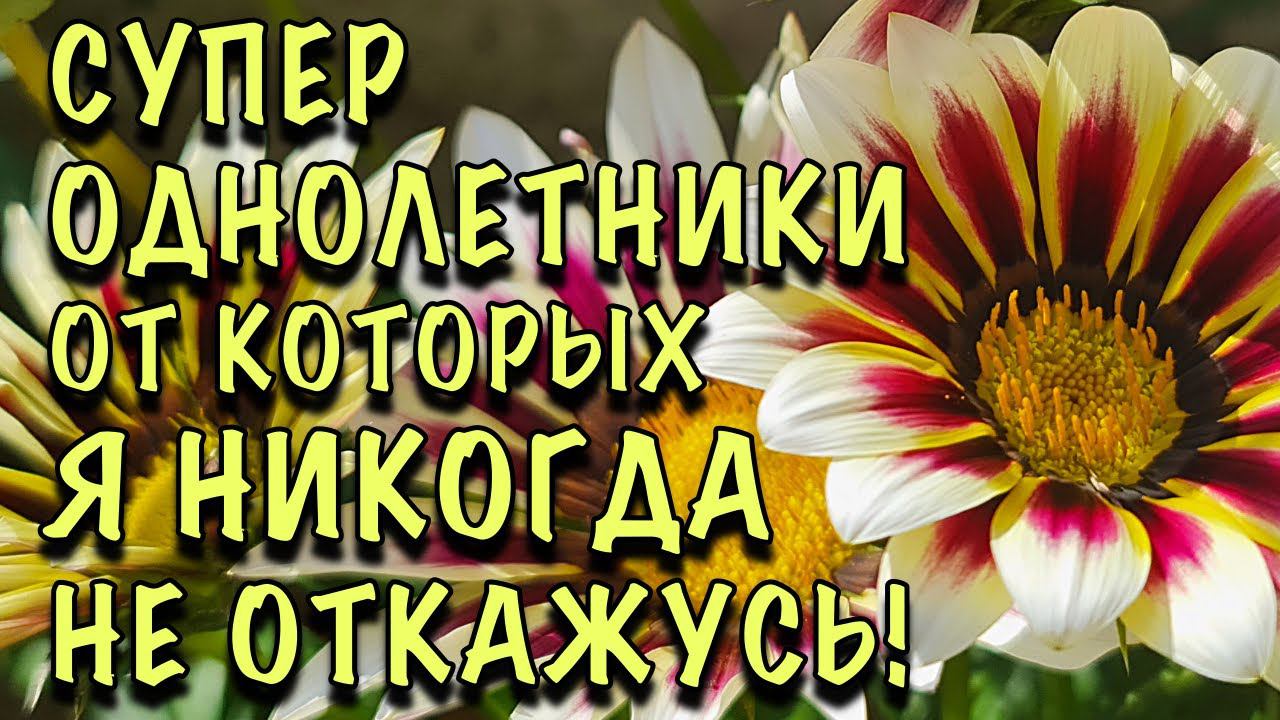 ЦВЕТУТ ДО ПОСЛЕДНЕГО! ЛЮБИМЫЕ ОДНОЛЕТНИКИ, которые УКРАШАЮТ САД ВСЁ ЛЕТО и ОСЕНЬ до ЗАМОРОЗКОВ! смотреть онлайн