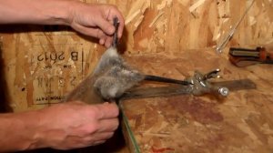 Как правильно обрабатывать шкурки ондатры часть 1