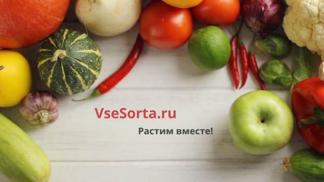 Ель обыкновенная Камон. Краткий обзор, описание характеристик, где купить саженцы picea abies Kamon смотреть онлайн