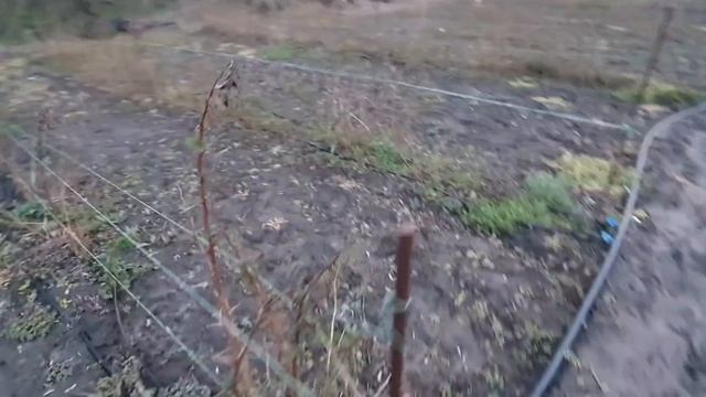 Ставим тепличку из дерева. Старт ОГ. Подготовка почвы под посадку маточника. смотреть онлайн