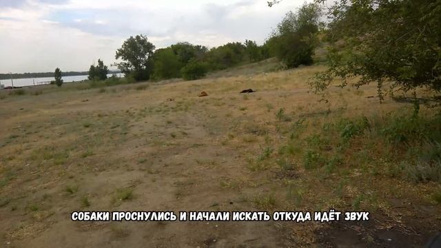 Ультразвуковой отпугиватель собак с Aliexpress смотреть онлайн