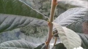 Мушмула из косточки