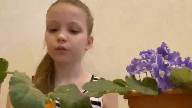 Размножение и выращивание фиалок листовым способом!