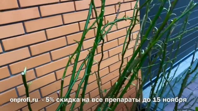 Розы. Самое главное о подготовке роз к укрытию. Ответы на Ваши вопросы.??? смотреть онлайн