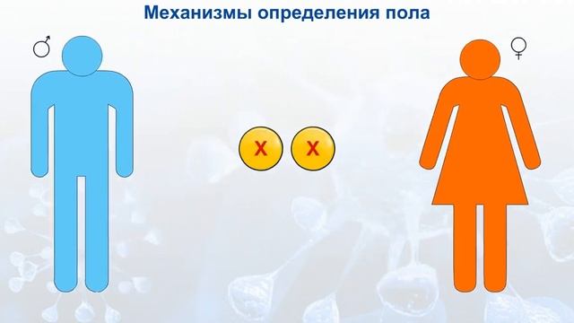 Механизмы определения пола. смотреть онлайн
