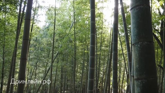 Одеяло Dreamline Бамбук (Лето/Зима)