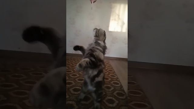 мой кот ходит на двух лапах смотреть онлайн