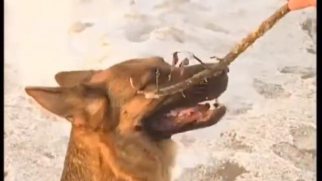 СОБАКИ В ЮЖНОМ ПАДУНЕ