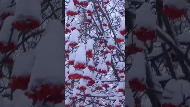 Рябина зимой #рябинавснегу #рябиновыебусы #зима #рябина #recommended смотреть онлайн