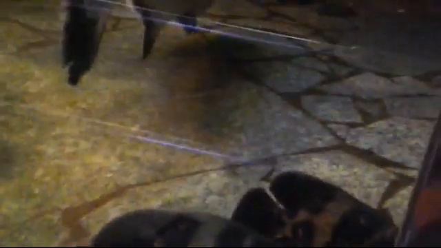 Летом в зоопарке смотреть онлайн