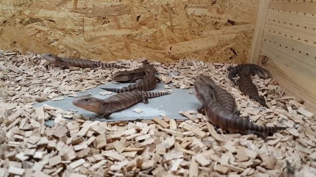 Tiliqua Scincoides Intermedia - Litter of 9 babies (Prague, 22.6.2017) смотреть онлайн