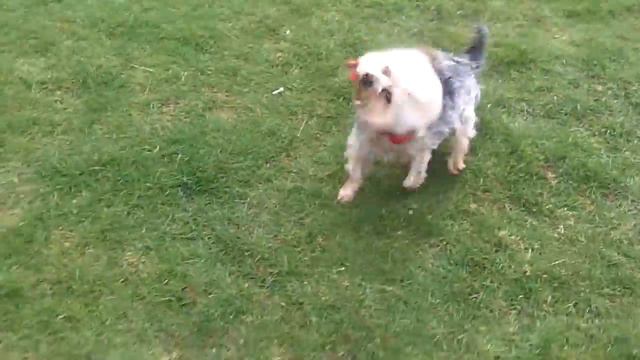 Yorkshire Terrier Bobby Dazzler. смотреть онлайн