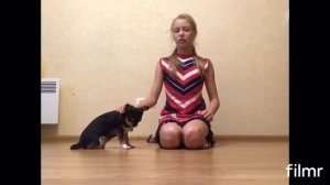 Как собаку чихуахуа приучить к командам сидеть, лежать, умри, просить