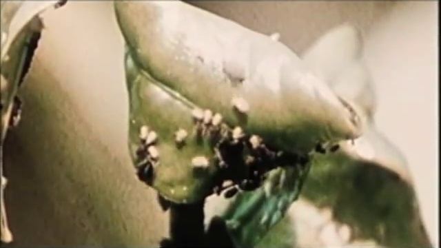 Dancing Aphids смотреть онлайн