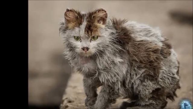 ПОЧЕМУ НЕКРАСИВЫХ НЕ ЛЮБЯТ... ст.Иосиф Бродский муз. и исп Александр Сумин смотреть онлайн