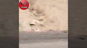 ЗОЛОТО НАШЛИ В ГОРАХ ЧЕЧНИ??