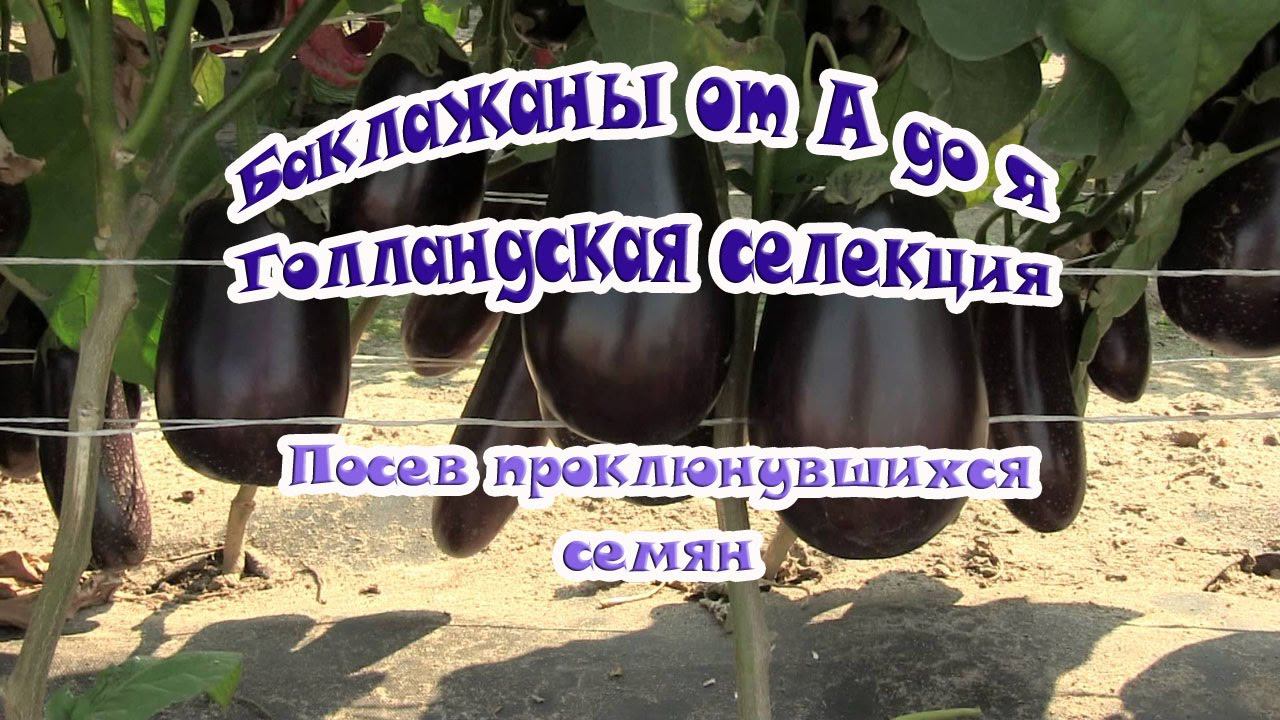 Посев баклажана проклюнувшимися семенами