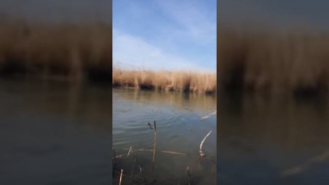 Садки 2017 смотреть онлайн