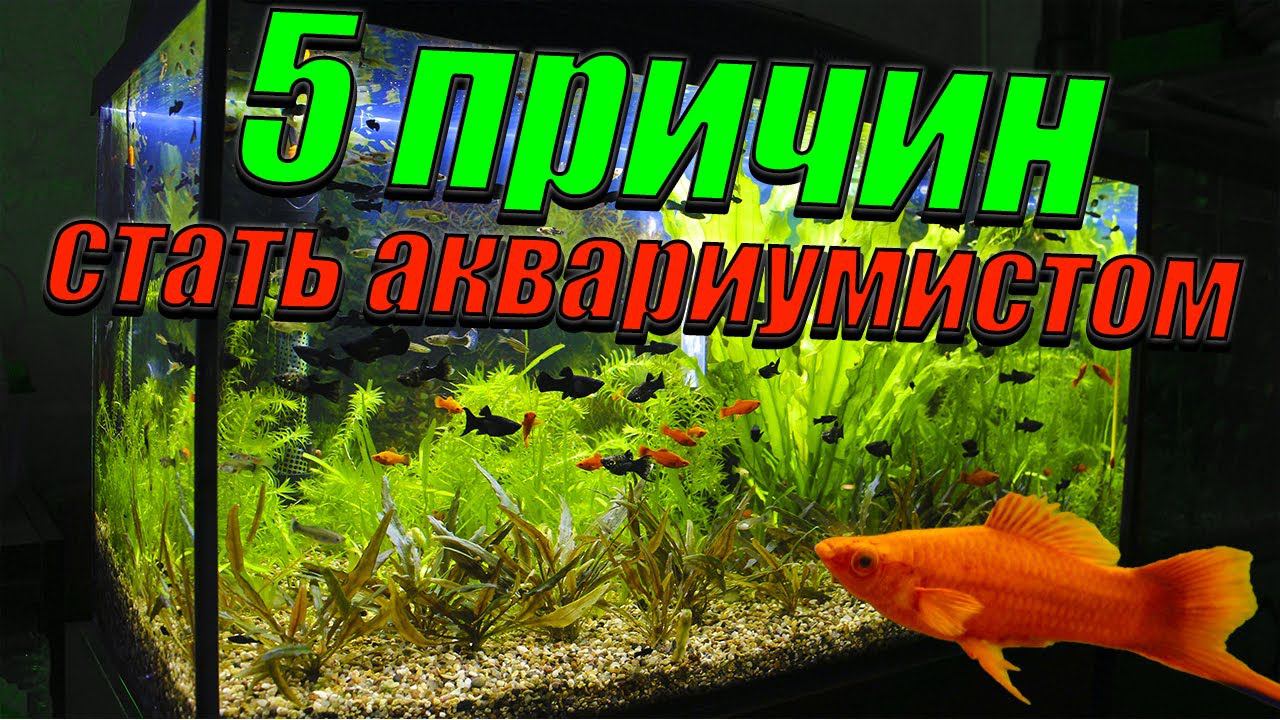 5 ПРИЧИН почему стоит заниматься аквариумистикой смотреть онлайн