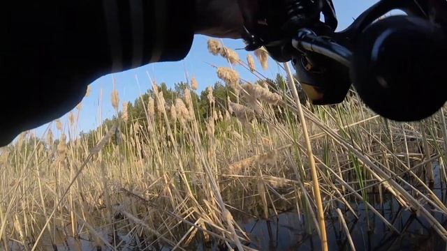 С боковым кивком в камышовой чаще смотреть онлайн