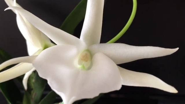 Ангрекум. Кто хочет такую прелесть?)) смотреть онлайн