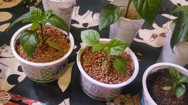 Рассада перцев Всхожесть в моих условиях Сорта 2024 год смотреть онлайн