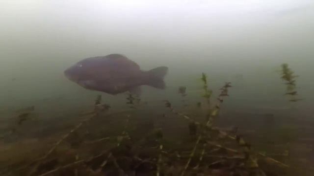 Рыба на Черникином пруду в Ельце смотреть онлайн