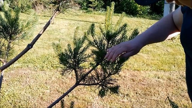 Как сформировать сосну ниваки во второй сезон формировки. Сосна ниваки своими руками. смотреть онлайн