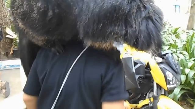 Бинтуронг Binturong (Bearcat)