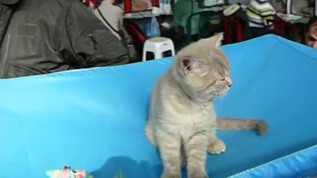 Выставка кошек 2 Харьков. 13.03.2011.MOV смотреть онлайн