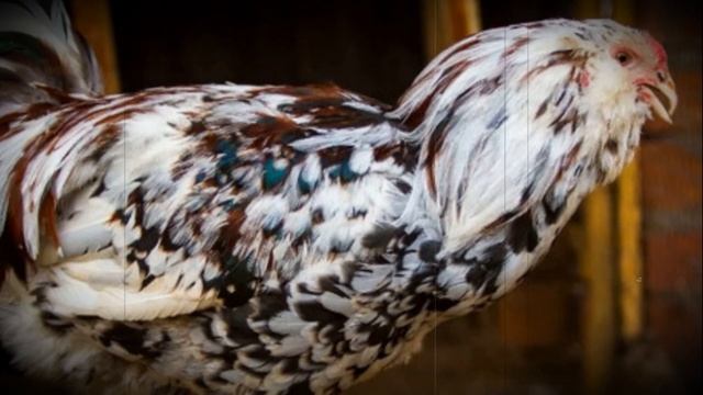 Орловские декоративные куры содержание и уход смотреть онлайн