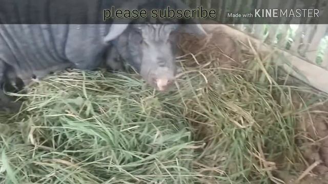 black pig giving birth to its baby|Black pig |trending| смотреть онлайн
