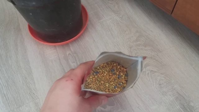 Цветение лимона мейера.?.Лимон в домашних условиях! смотреть онлайн