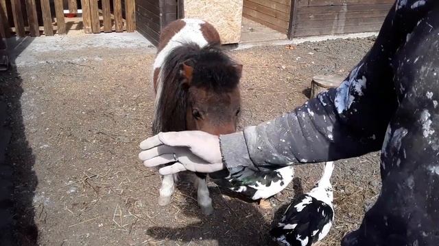 Как сделать бассейн для уток смотреть онлайн