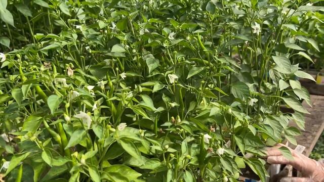 Поговорим об остреньком ? (обзор сортов острых перцев ?️) смотреть онлайн