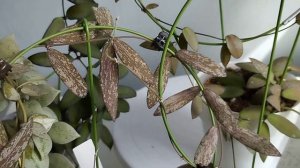 Хойи и дисхидии - моя новая коллекция