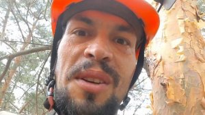 Вам нужно спилить дерево внутри оград на кладбище?