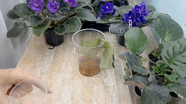 Фиалки! Черенок искривился в воде! Посадить или выкинуть лист с кривым черенком? смотреть онлайн