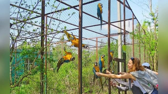 История возникновения парка «ТАЙГАН» смотреть онлайн