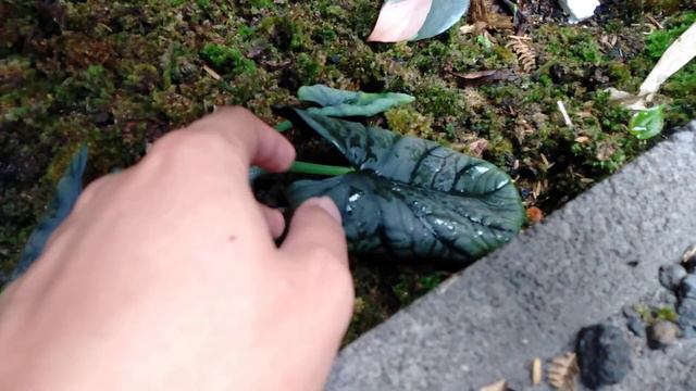My Hybrid Alocasia by Yusuf Saputra IG @Flows_site смотреть онлайн