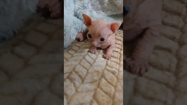 САМОЕ МИЛОЕ ВИДЕО! смотреть онлайн