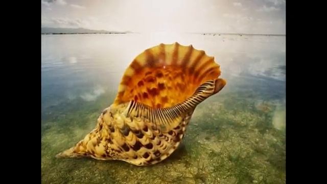 МОРСКИЕ РАКУШКИ