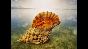 МОРСКИЕ РАКУШКИ