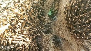 лайфхак как раскрыть ежика