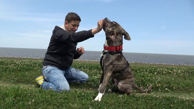 This Dog’s Leash Pulling is NO JOKE! [Reality Dog Training: George the Pit Bull Ep. 3] смотреть онлайн