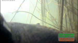 подводная охота на щуку цимлянское водохранилище 2019