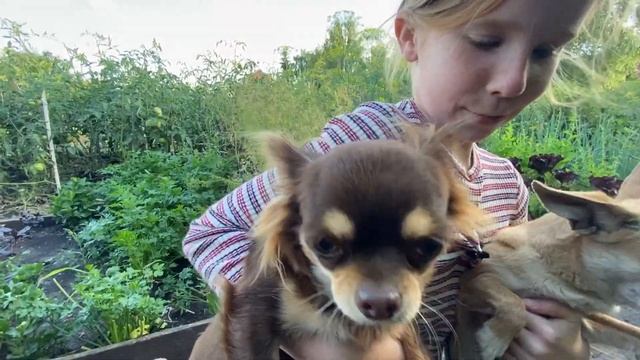 Собачий питомник: кавалер кинг чарльз спаниель, шпицы, чихуа хуа, шортибуль, той пудели.