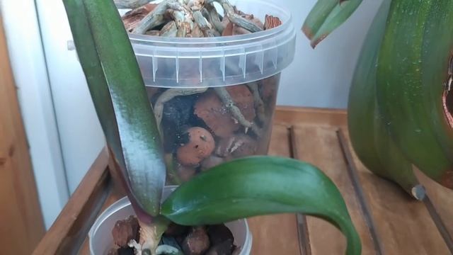 Орхидея ,которую выкинули, а точнее найденная на мусорке