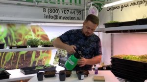 Выращивание свеклы и мангольда в домашних условиях. Микрозелень.